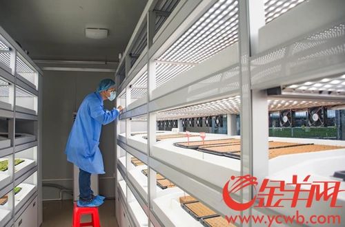 海豐縣蔬菜產(chǎn)業(yè)園 以加工物流與高端市場建設(shè)為抓手，內(nèi)外兼修推動三產(chǎn)融合